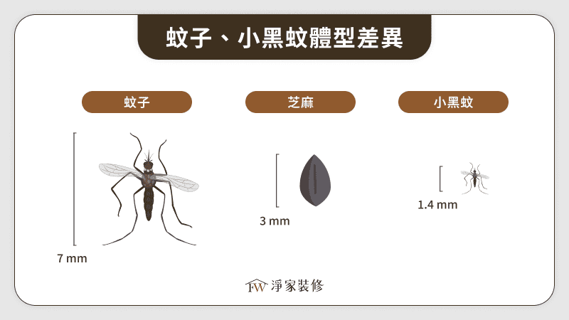 蚊子、小黑蚊體型差異